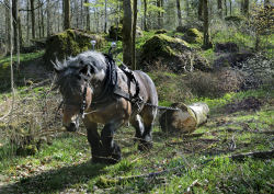 Horse logging contractors practicing sustainable forestry